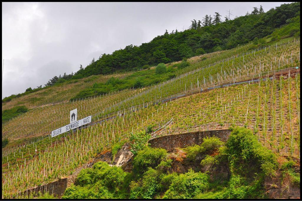 Pension Adelheid Moselhype&Wine Zell Eksteriør billede